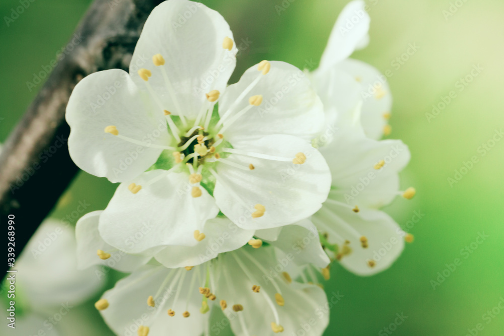 Beautiful flowers on the apple tree in nature, Blossoming of cherry flowers in spring time , natural floral seasonal background Beautiful flowers on the apple tree in nature, Blossoming of cherry flowers in spring time , natural floral seasonal background