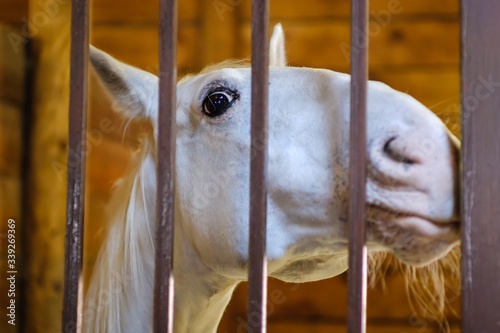 Horse stable farm ranch animal, profile harness.