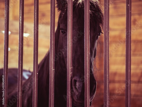 Fotótapéta Horse stable farm ranch animal, stall box.