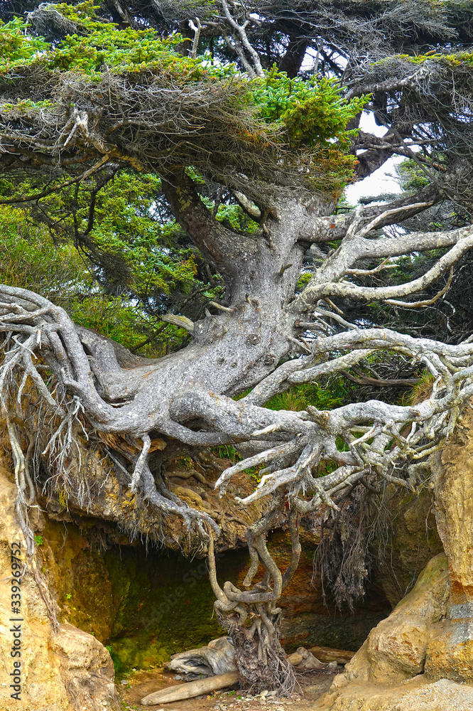 Tree of life, at Kalaloch Tree Root Cave, Olympic National Park ...