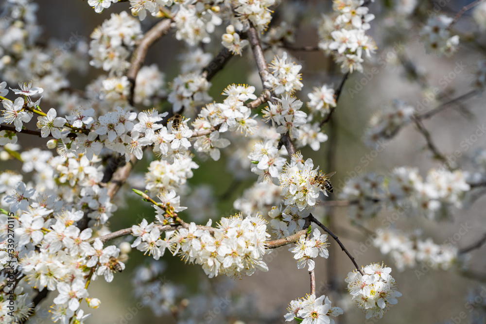 World celebrate spring with mirabelle plum blossoms and buzzing bees. Spring comes to life. Bees pollinate flowers. Spring is coming. Nature background. What happens when the bees become extinct? World celebrate spring with mirabelle plum blossoms and buzzing bees. Spring comes to life. Bees pollinate flowers. Spring is coming. Nature background. What happens when the bees become extinct?