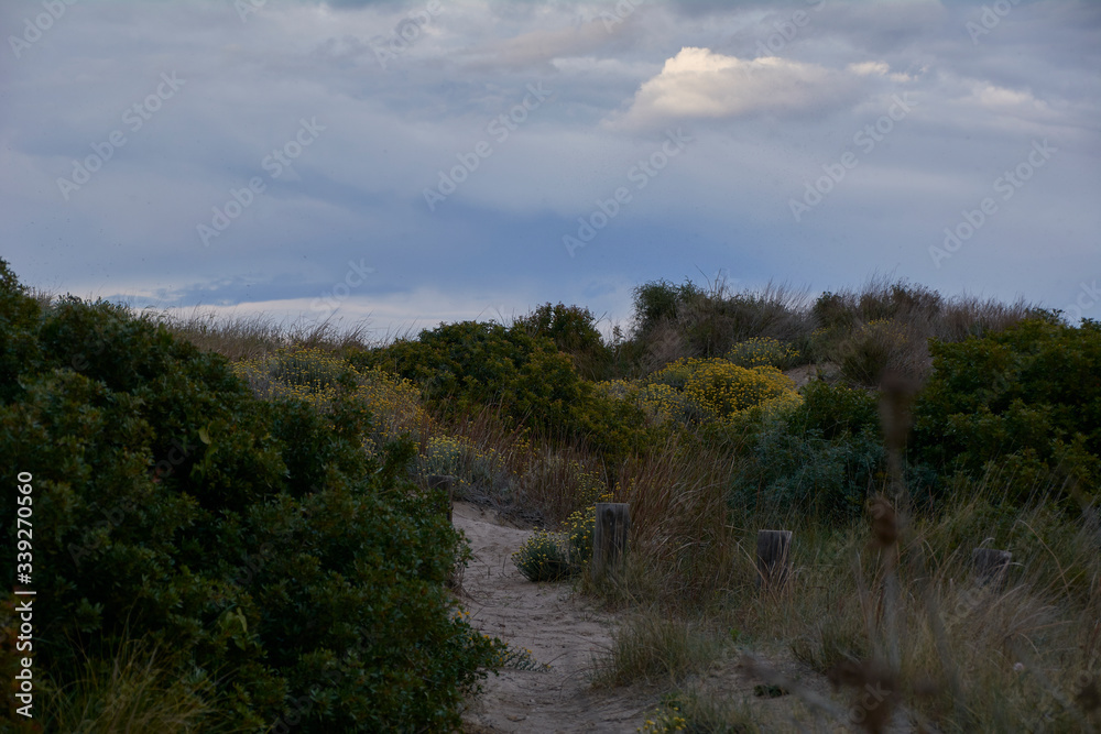 Sandy path through the vegetation, with storm sky