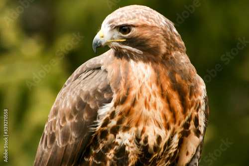 Profile of a hawk