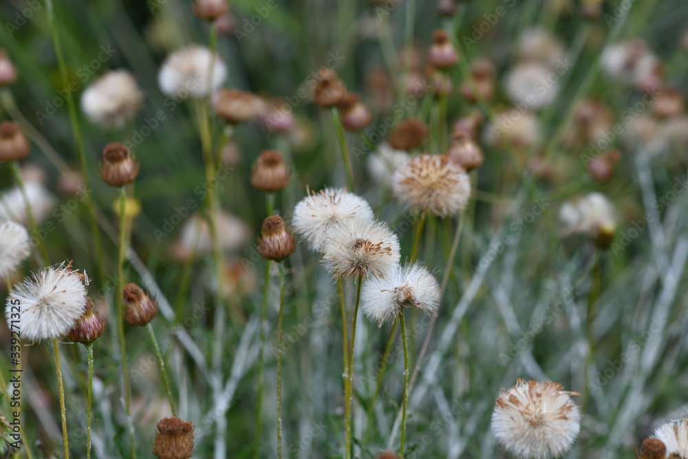 dandelions in the meadow in the wild dandelions in the meadow in the wild