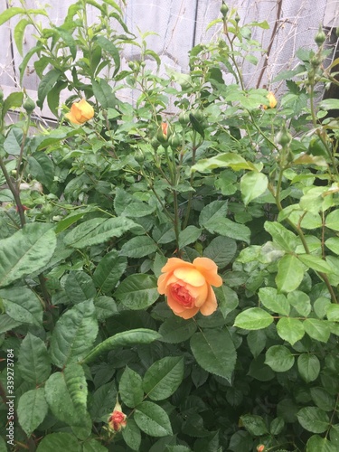 orange rose in garden