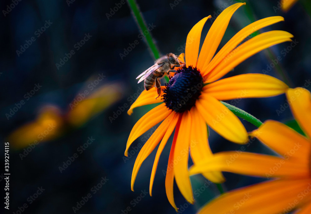 Pracowita pszczoła, bee on flower - obrazy, fototapety, plakaty 