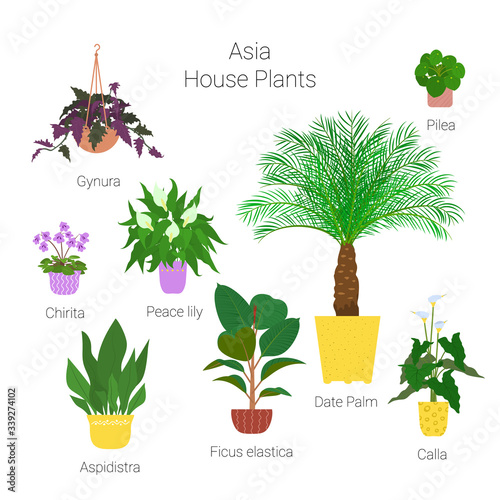 Colorful set of various potted asian houseplants. Succulents, evergreen plants in planters. Flat style stock vector illustration