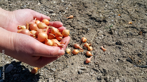 Fototapeta Naklejka Na Ścianę i Meble -  The hand of a female farmer holds a handful of small orange onion seeds for planting. Planting season. Agricultural work. The earth is the soil out of focus. Places for text.