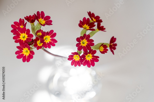 red and yellow flowers 