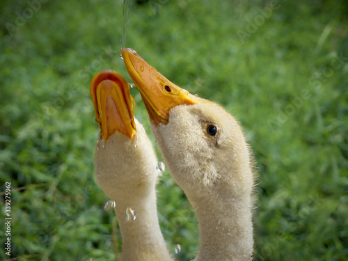 Foto Two young duck looking up on the natural background.