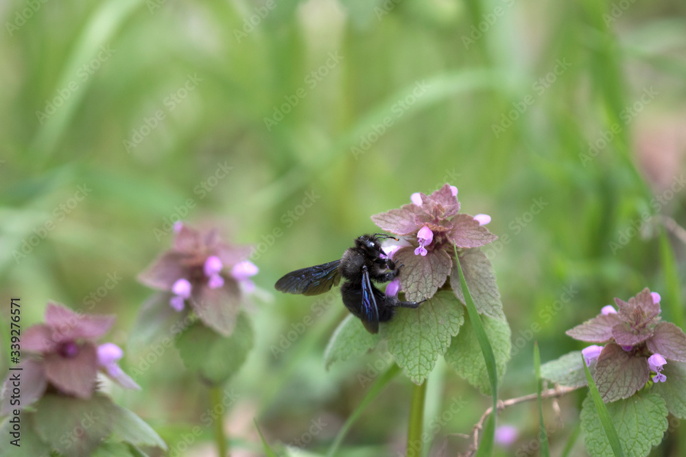 Xylocopa violacea common European species of carpenter bee and one of the largest bees in Europe and Asia