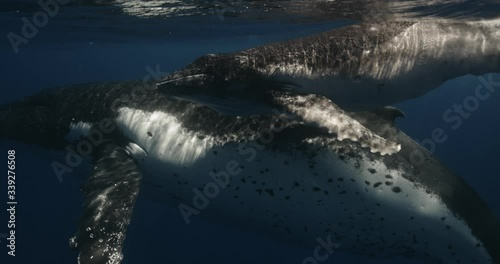 amazing video footage of humpback whale migration filmed on a Tonga scientific expedition. Mom and her calf swim close by underwater videographer. Filmed on a professional cinema camera 14-bit colors photo