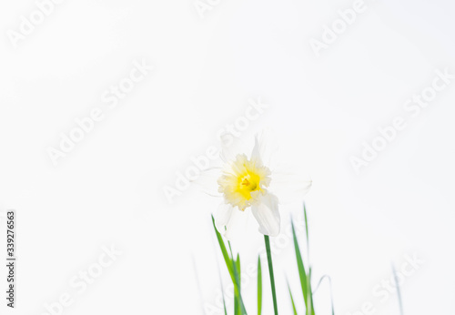 Wallpaper Mural 白いスイセンの花 Torontodigital.ca