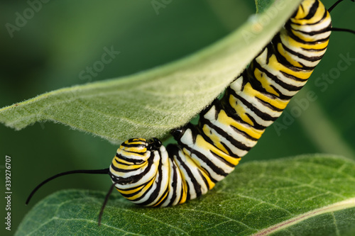 Fotografie, Tablou Monarch caterpillar feeding on milkweed leaves prior to creating a chrysalis in