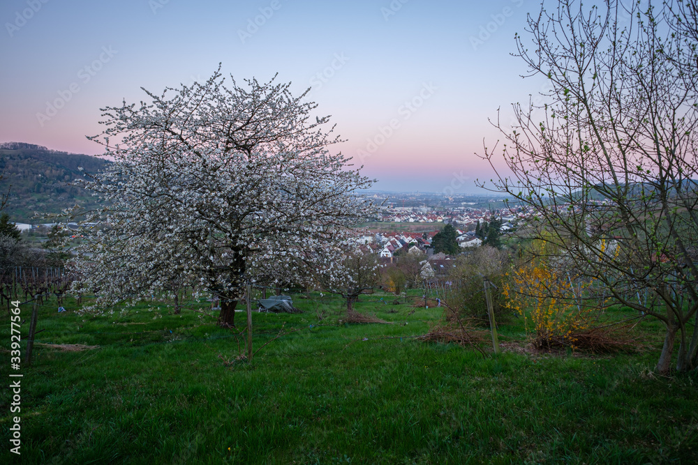 Apple fruit tree with white flowers in dawn Apple fruit tree with white flowers in dawn