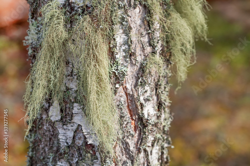 Moss grows on a tree. Green lichen on a birch. photo