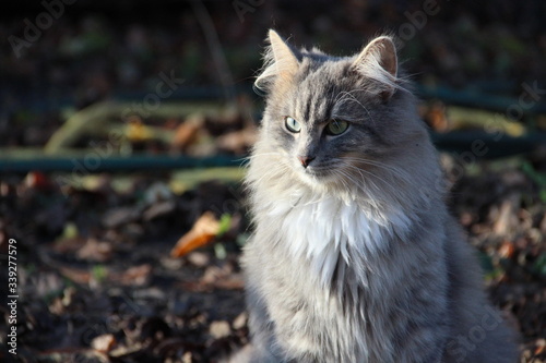 Beautiful Cute Fluffy Gray Cat. Pets. Life of animals. Close up. Cute Cats Photo Wallpaper Nature Animals Full HD for Desktop Background.