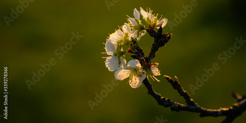 Apple tree twig with white flowers