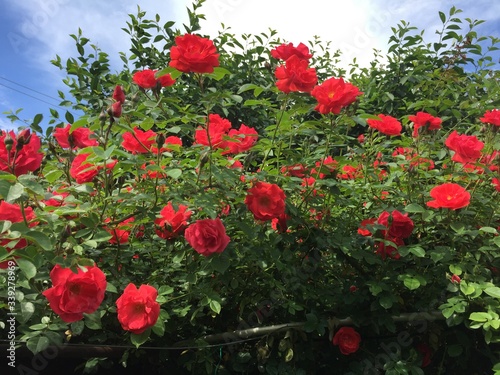 red poppies in the garden