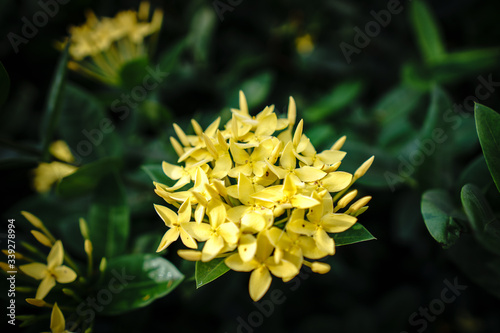 Yellow flower in the garden.  Yellow Needle flower. ixora chinensis yellow.