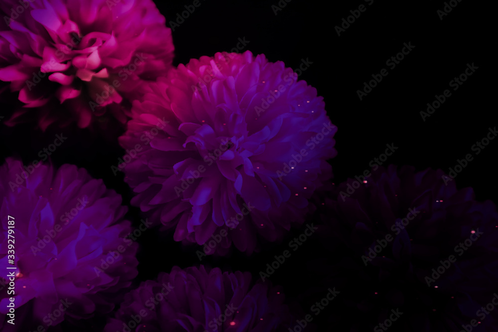 Beautiful abstract color blue pink and purple flowers on black background and blue graphic white flower frame and pink leaves texture, purple background, colorful graphics banner