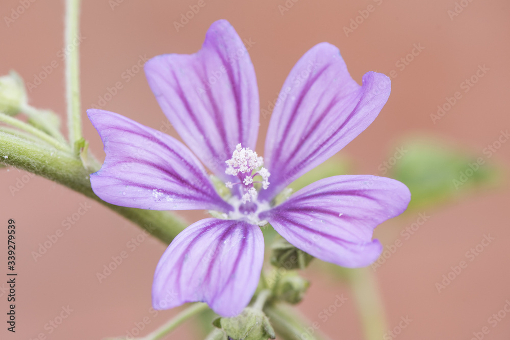 Malva sylvestris common mallow plant considered a weed that grows throughout the Andalusian fields with beautiful large flowers of purple pink and white