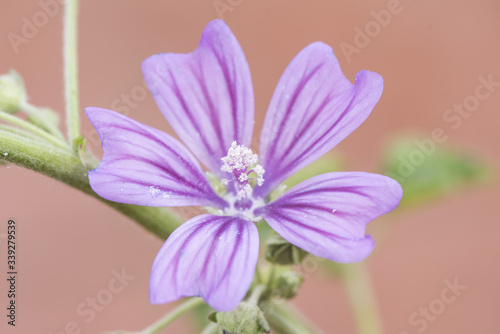 Malva sylvestris common mallow plant considered a weed that grows throughout the Andalusian fields with beautiful large flowers of purple pink and white