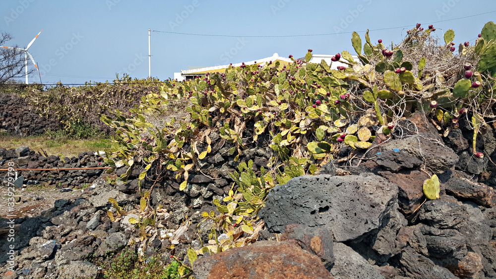 Obraz premium 제주 월령 선인장 군락지