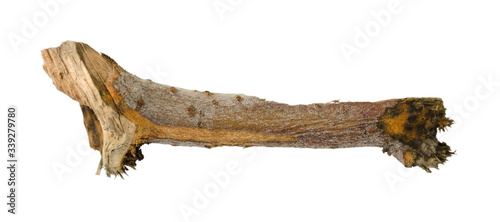 Tree branch or stick isolated on white background. Item for mock up, scene creator and other design