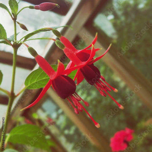 Photo Low Angle View Of Fuchsias Blooming In Garden