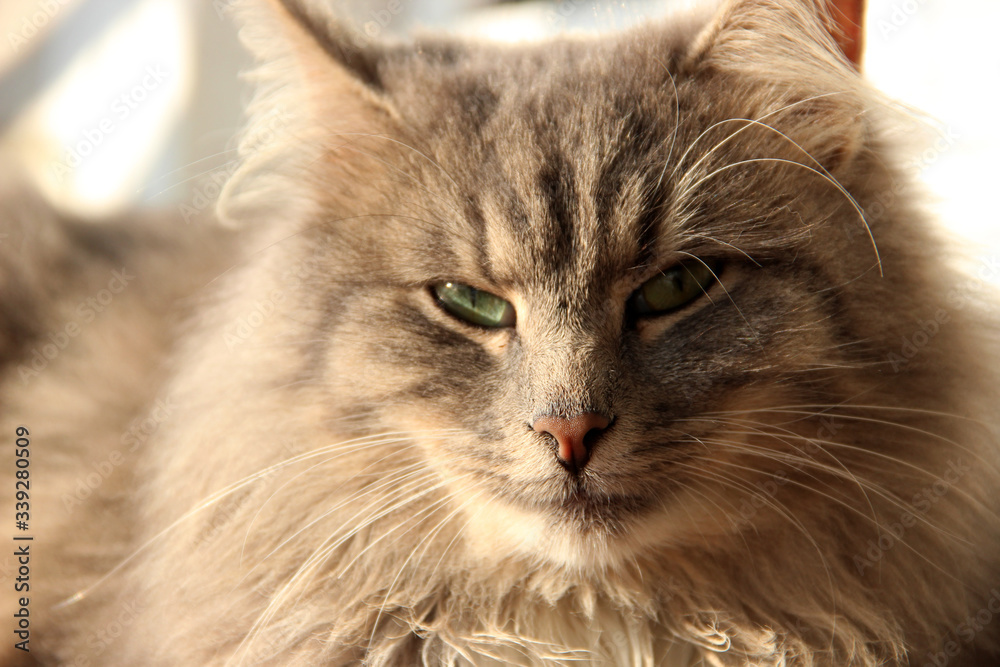 Beautiful Cute Fluffy Gray Cat. Pets. Life of animals. Close up. Cute Cats Photo Wallpaper Nature Animals Full HD for Desktop Background. Beautiful Cute Fluffy Gray Cat. Pets. Life of animals. Close up. Cute Cats Photo Wallpaper Nature Animals Full HD for Desktop Background.