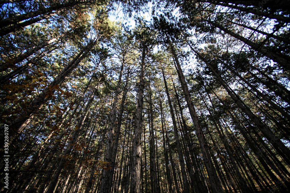 Trees and sky view. Looking up at the sky. Trees and sky view. Looking up at the sky.