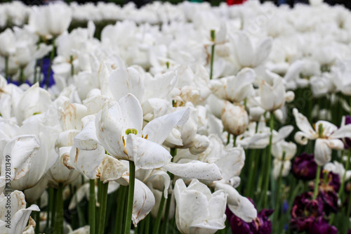White and purple tulips. Istanbul tulip festival.