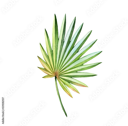 Watercolor fan palm leaf. Exotic colorful plant isolated on white. Jungle green tree. Realistic botanical illustration for wedding design, cards, decor