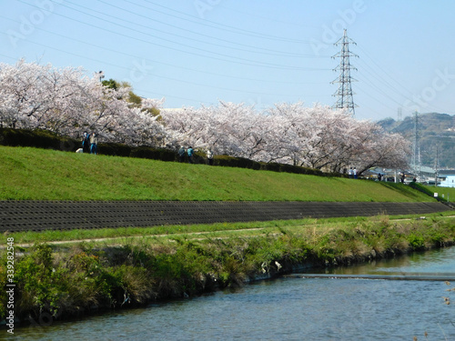 桜が咲く安威川の堤防を散歩する人々(大阪府茨木市) photo