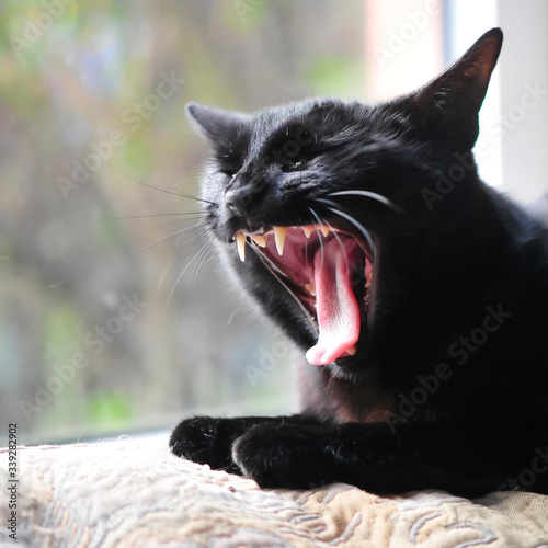 black cat mouth open wide against window indoors