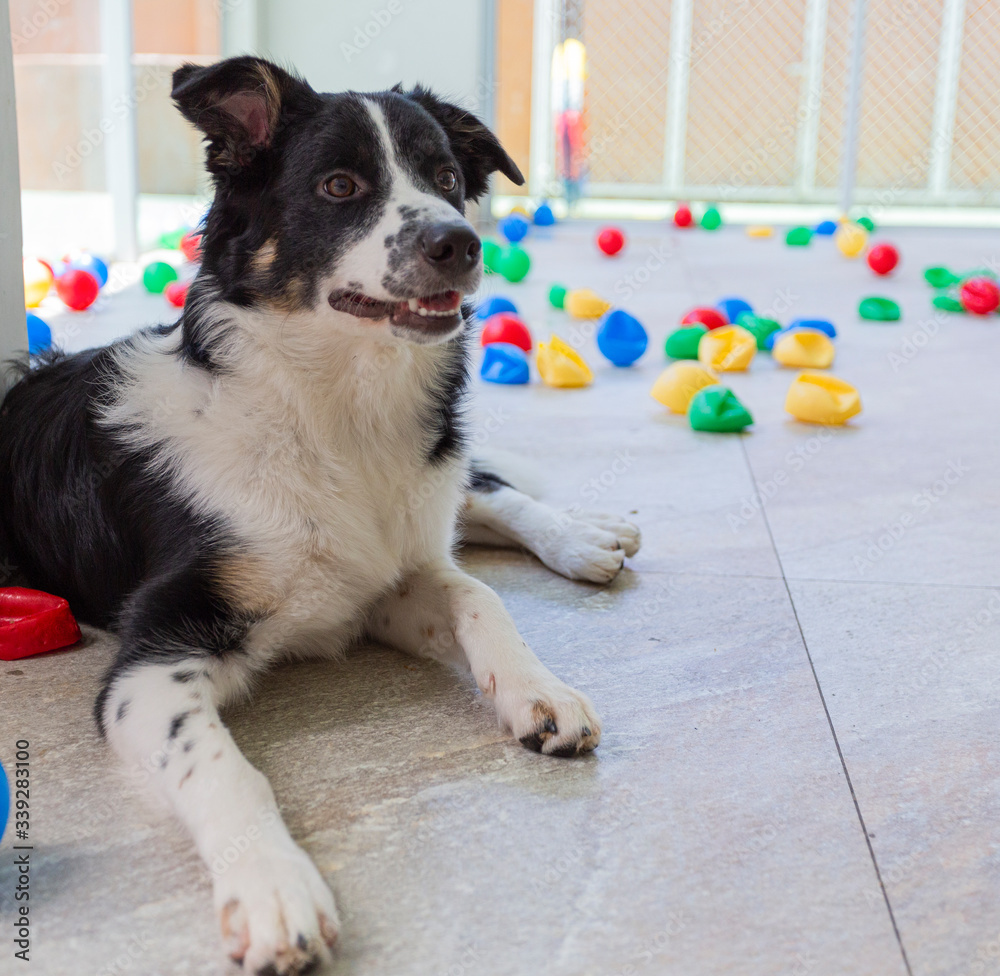 border collie