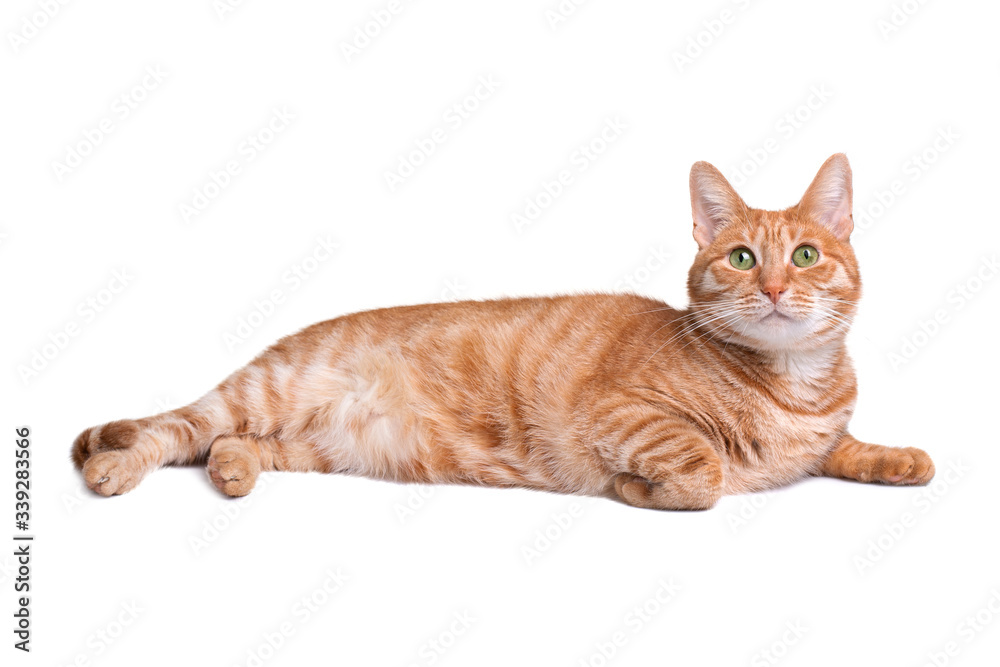 Obraz premium Red cat lies and looks up, isolated on a white background
