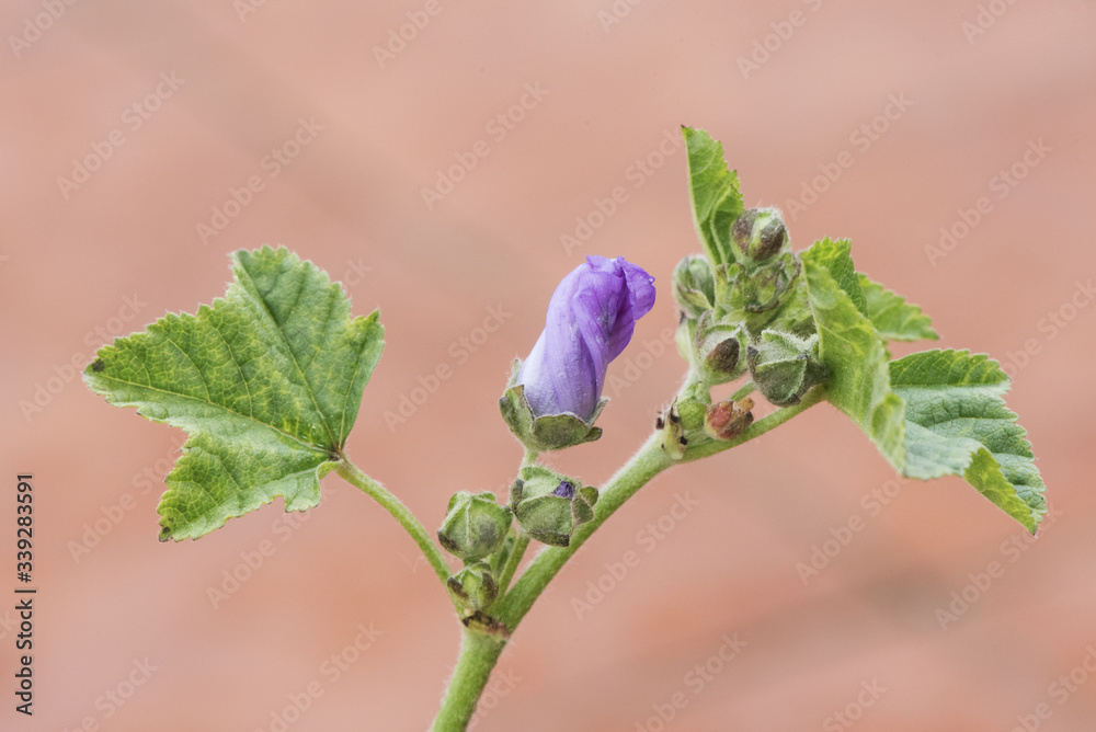 Malva sylvestris common mallow plant considered a weed that grows throughout the Andalusian fields with beautiful large flowers of purple pink and white Malva sylvestris common mallow plant considered a weed that grows throughout the Andalusian fields with beautiful large flowers of purple pink and white