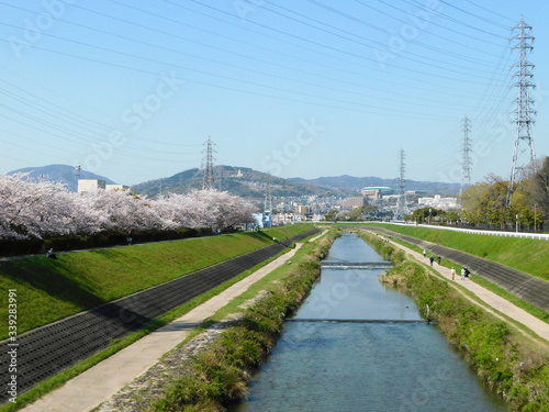 Wallpaper Mural 安威川河川敷の遊歩道や桜が咲く堤防を散歩する人々(大阪府茨木市) Torontodigital.ca