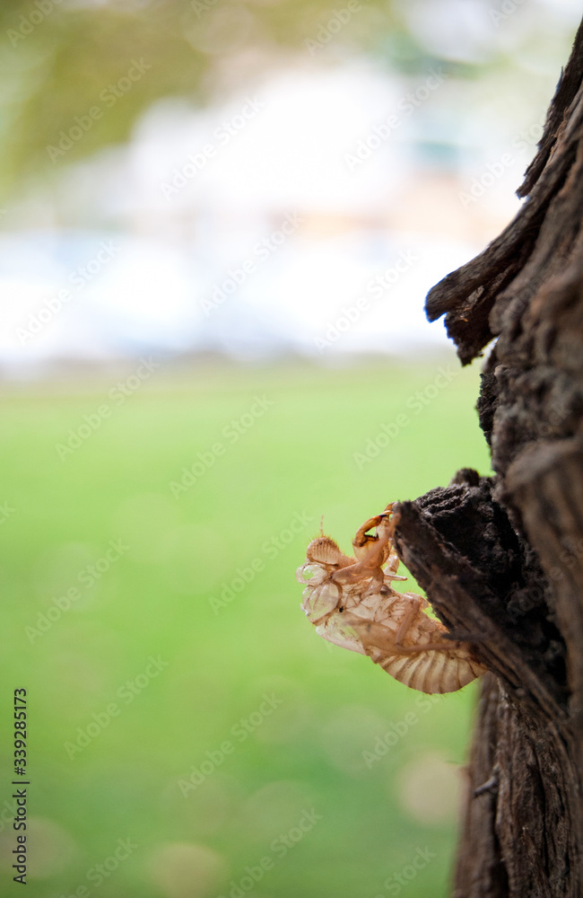 piel de insecto muda