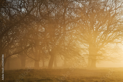 Morgennebel