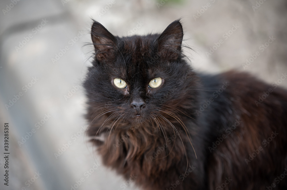 dirty black stray cat on a blurry background. fluffy hungry cat with beautiful eyes lives on the street. dirty black stray cat on a blurry background. fluffy hungry cat with beautiful eyes lives on the street.