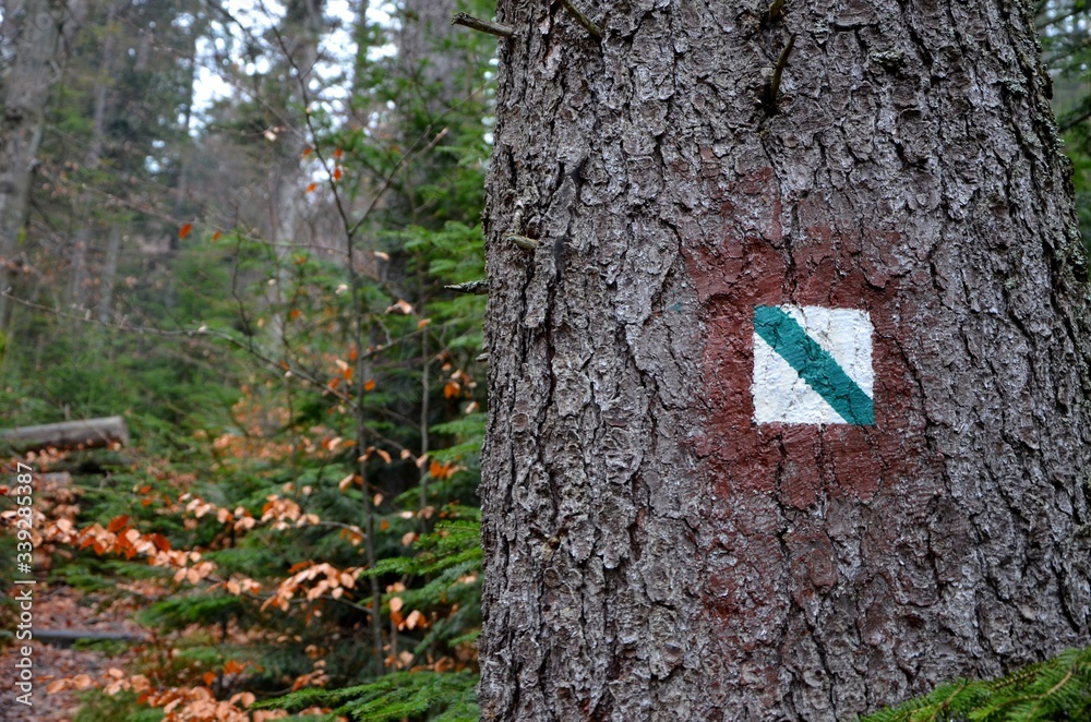 Fototapeta premium Szlak przyrodniczy