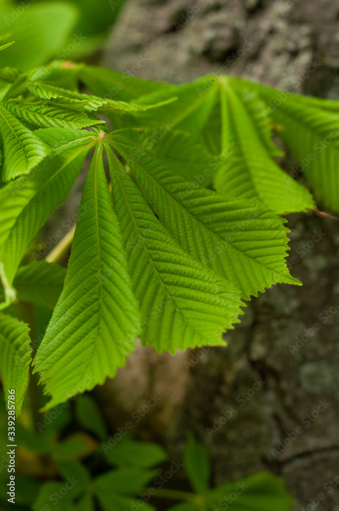 Beautiful leaves chestnut in spring season. Close-up. Contrast green leaves and brown trunk texture. Beautiful leaves chestnut in spring season. Close-up. Contrast green leaves and brown trunk texture.