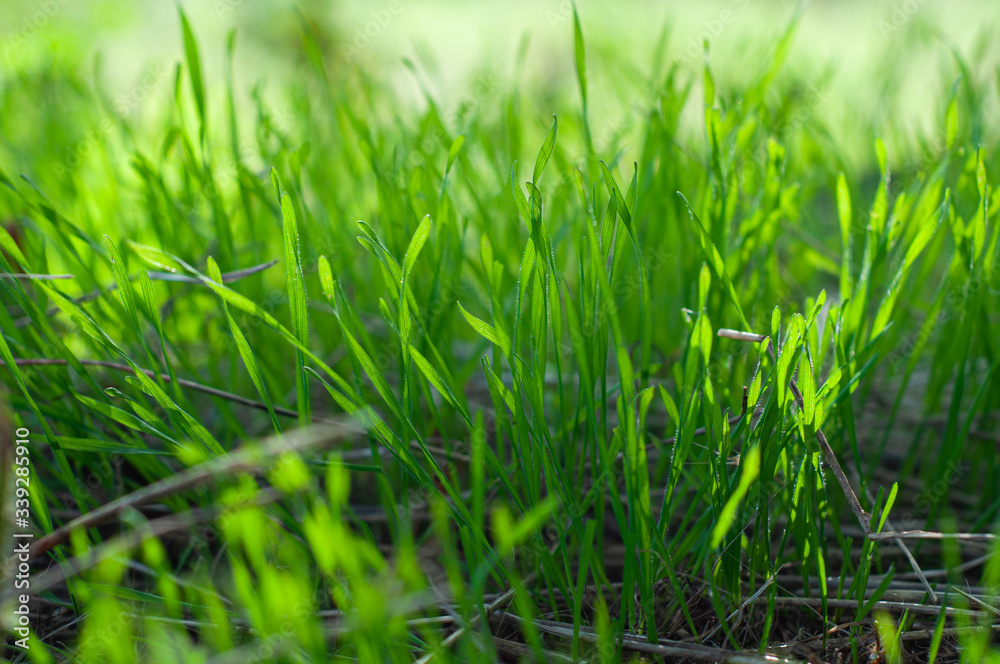 Green, juicy grass on a field close-up, nature of a spring meadow, bright seasonal outdoor lawn, lush, soil cover. Green, juicy grass on a field close-up, nature of a spring meadow, bright seasonal outdoor lawn, lush, soil cover.