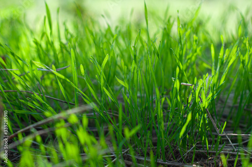 Green, juicy grass on a field close-up, nature of a spring meadow, bright seasonal outdoor lawn, lush, soil cover.