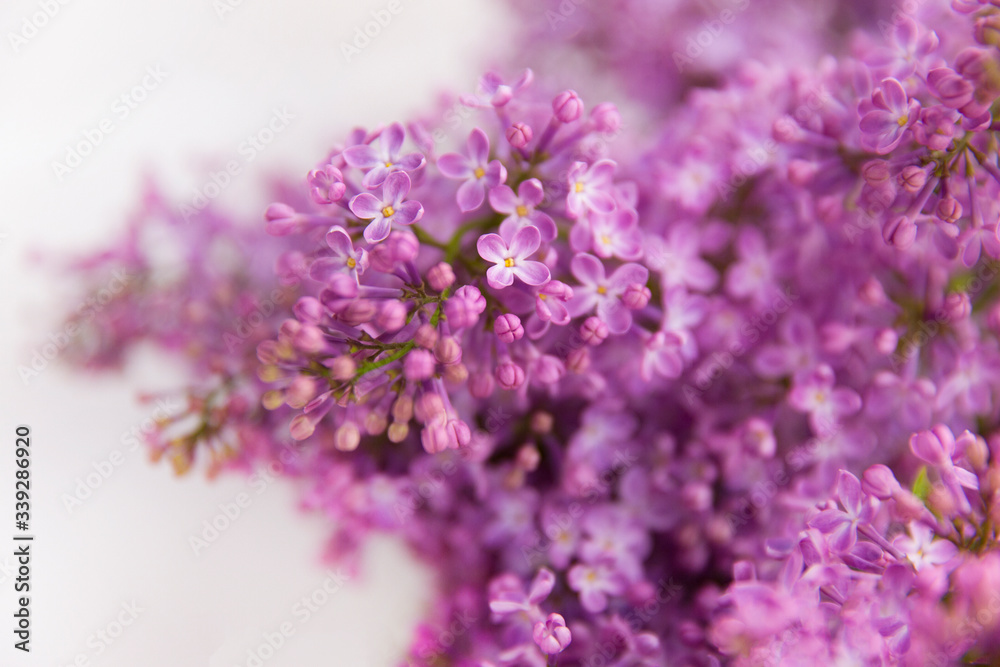 lilac flowers on white background.
A branch of blossoming lilac (syringa) flowers. Lilac background. Lilac closeup. lilac flowers on white background.
A branch of blossoming lilac (syringa) flowers. Lilac background. Lilac closeup.