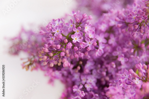 lilac flowers on white background. A branch of blossoming lilac (syringa) flowers. Lilac background. Lilac closeup.