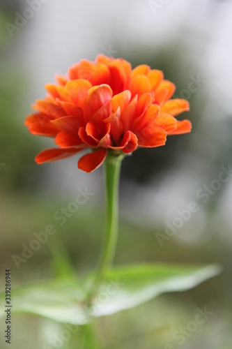 closeup orange flower in field